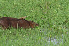 Capibara et oiseau